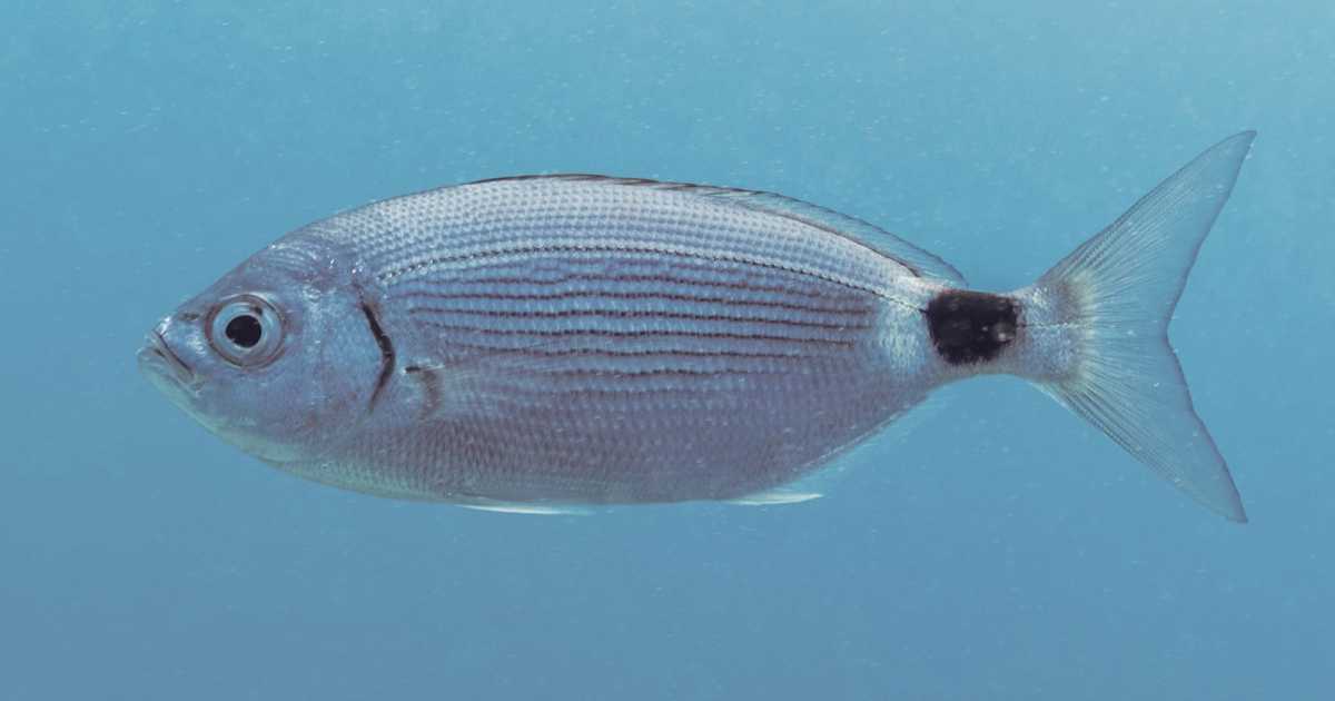 Lo strano caso dei pesci che mordono i bagnanti: quali specie sono, che cosa cercano e perch� lo fanno